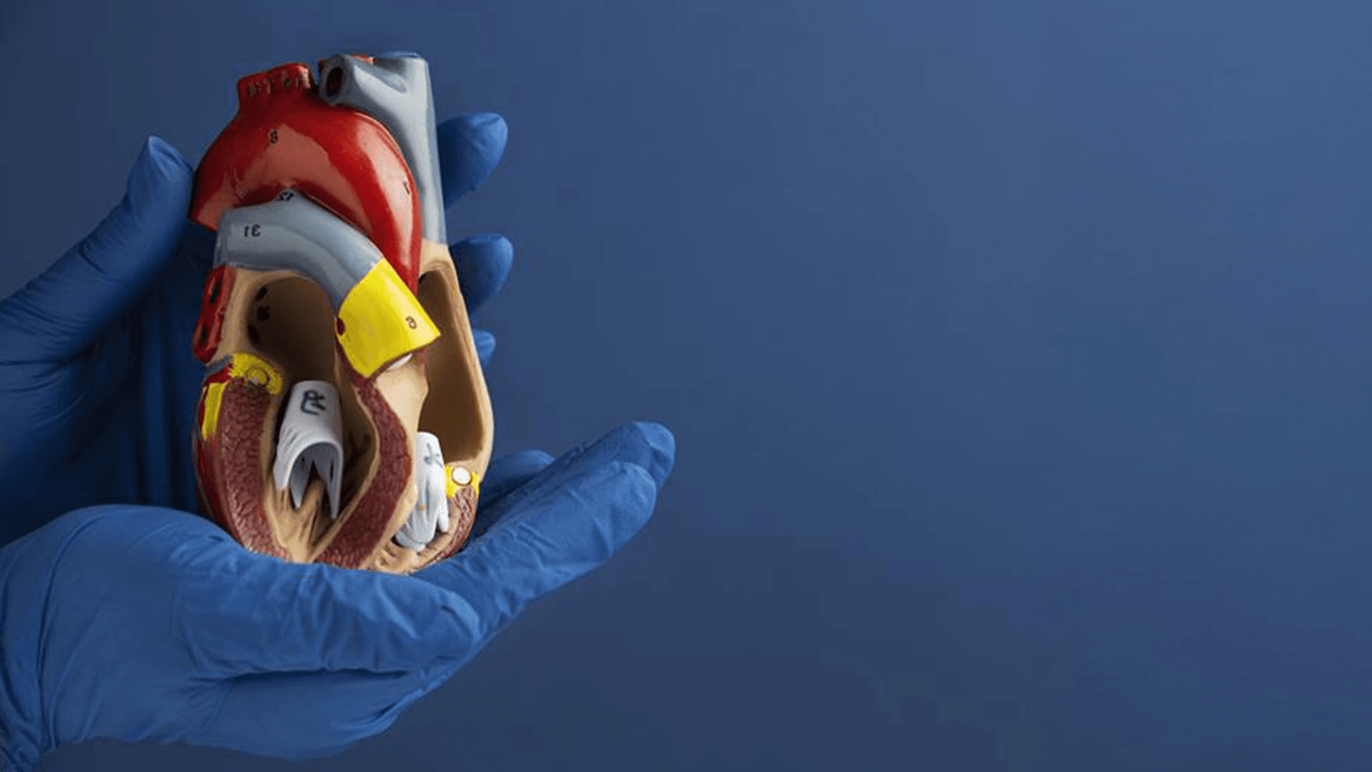 Cardiology at LIPS Healthcare Battersea - London