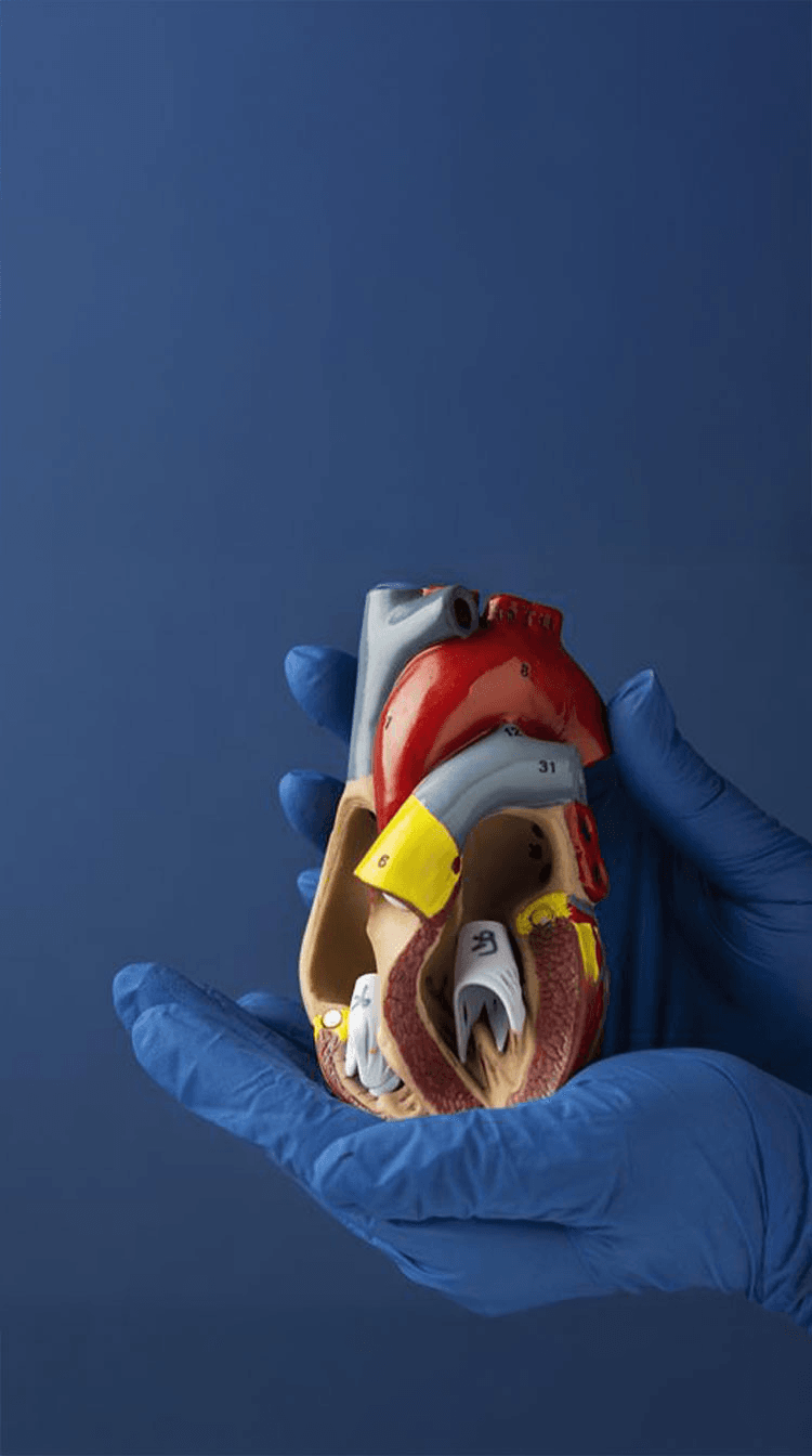 Cardiology at LIPS Healthcare Battersea - London